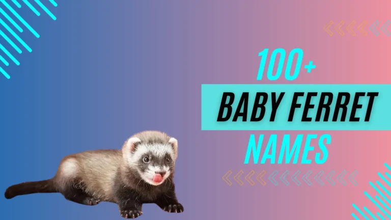 Baby Ferret Name: (Cute, Famous & Funny)