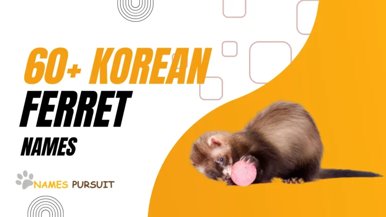 Korean Vibes for Your Ferret’s Name!