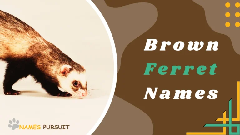 Brown Ferret Names