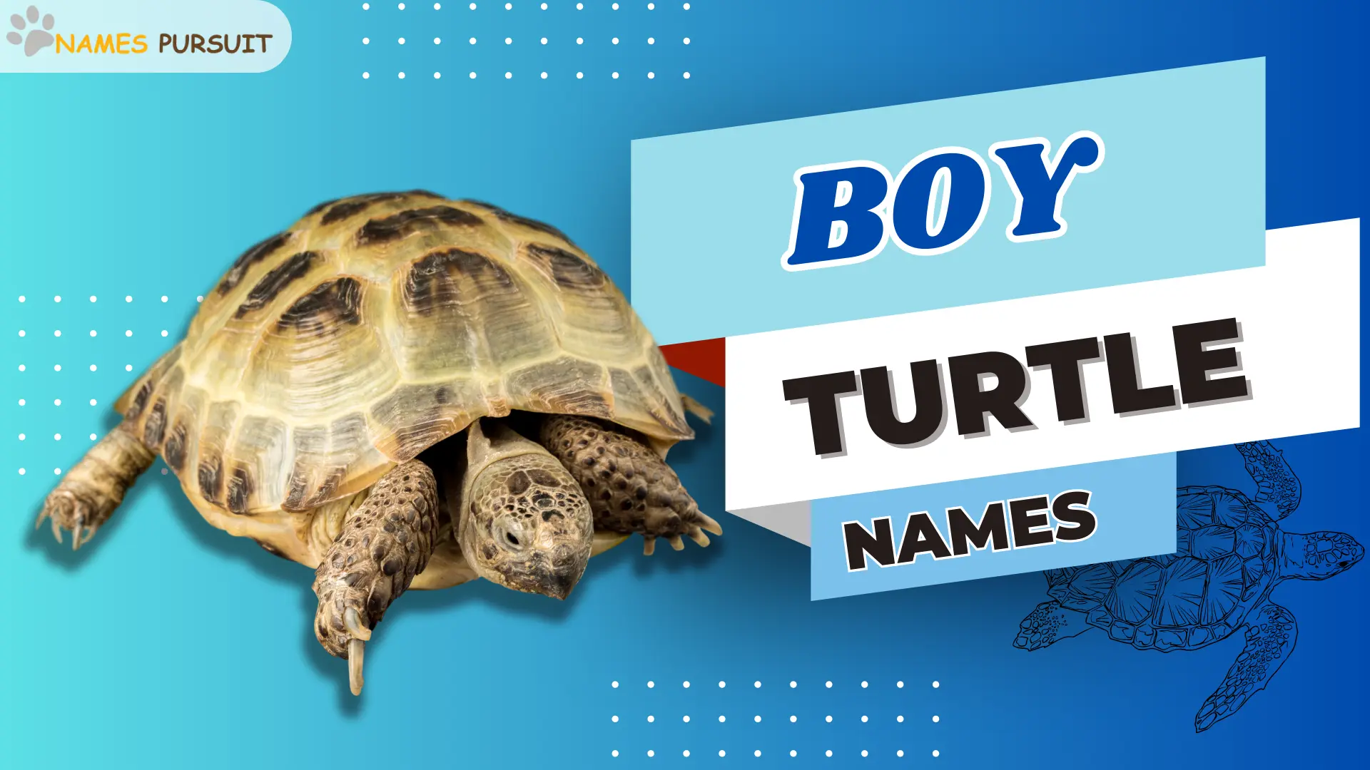 Boy Turtle Names