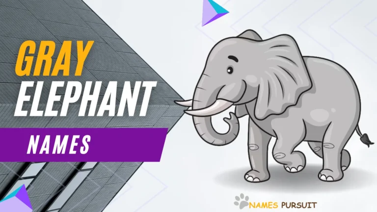 Gray Elephant Names [100+ Unique Naming Ideas]