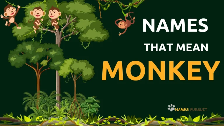 50+ Names That Mean Monkey