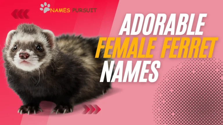 Female Ferret Names [150+ Adorable Options]