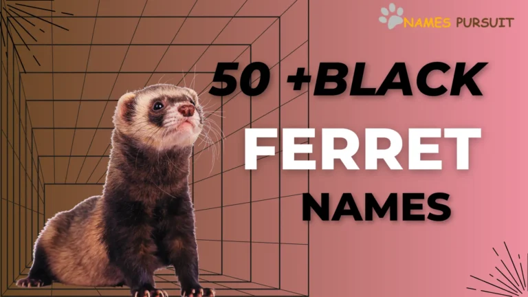 Black Ferret Names: 50+ Name Ideas