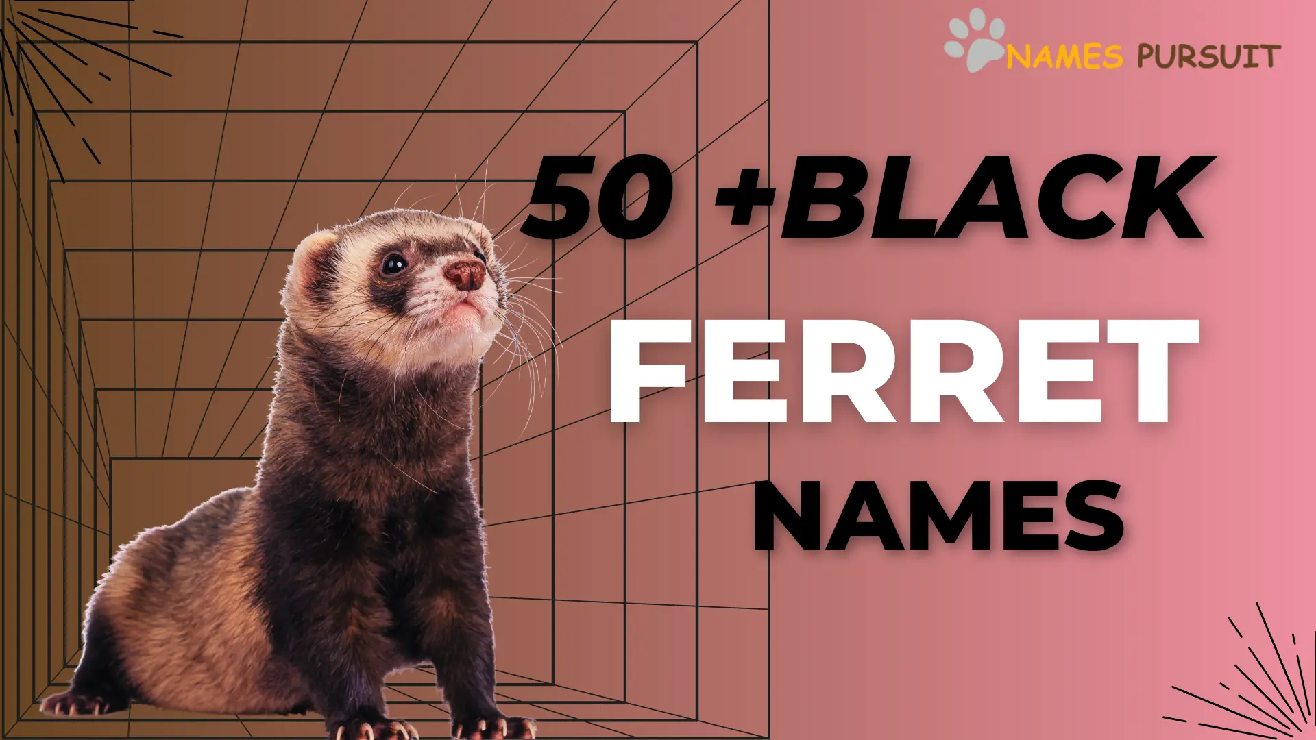 black ferret names