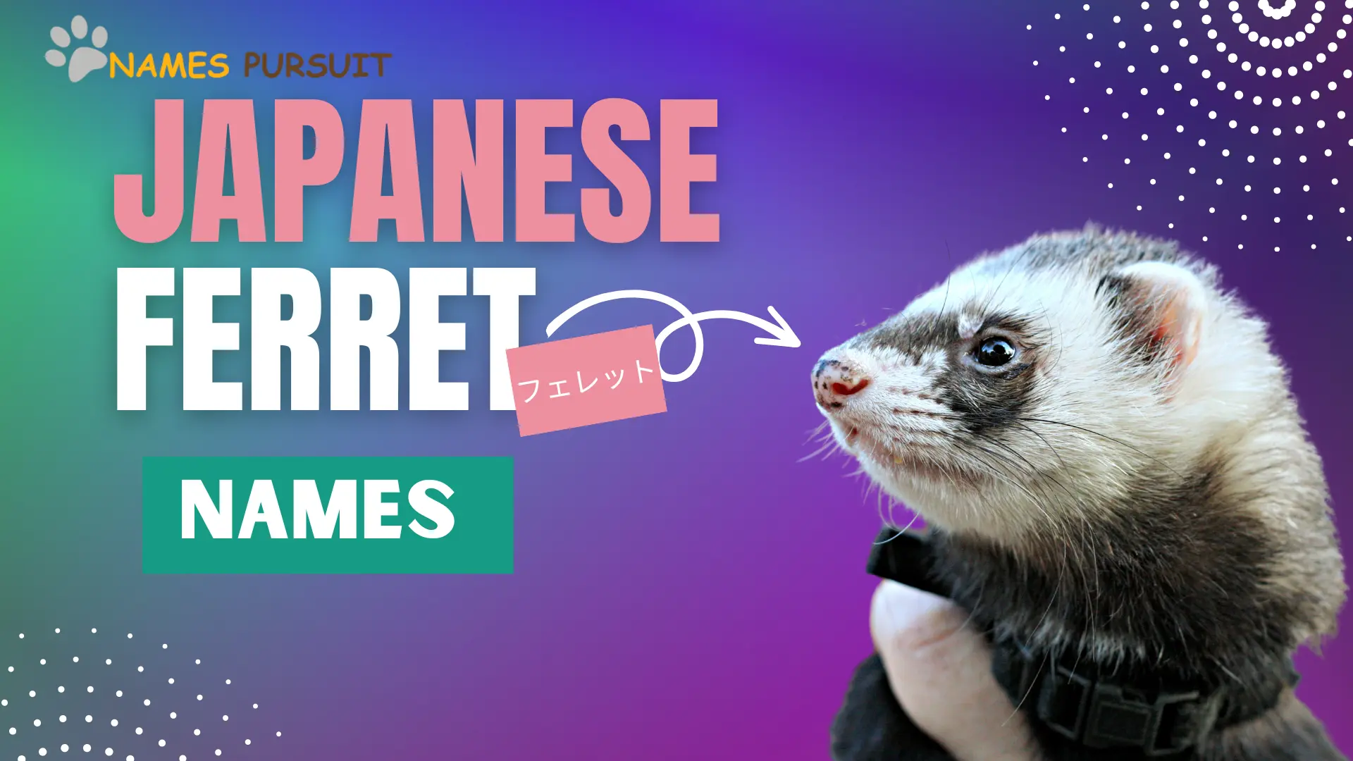 japanese ferret name