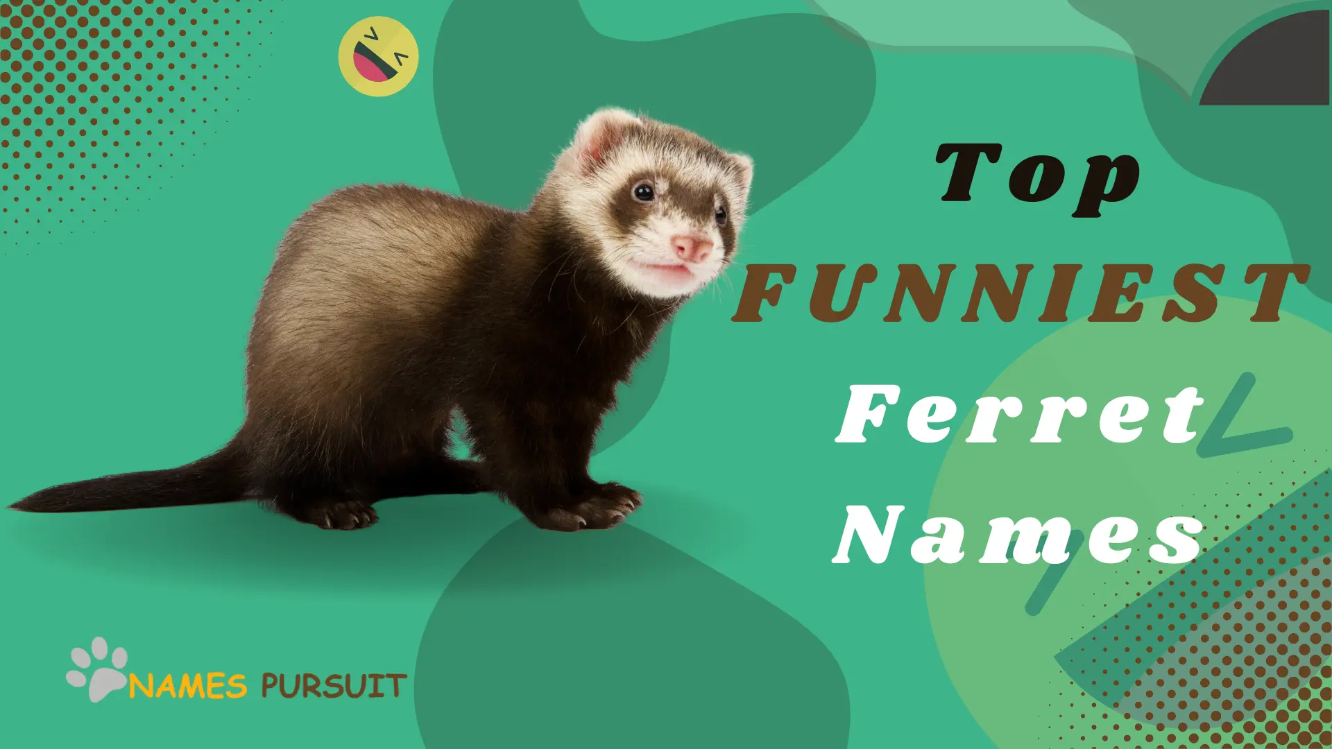 top funniest ferret names