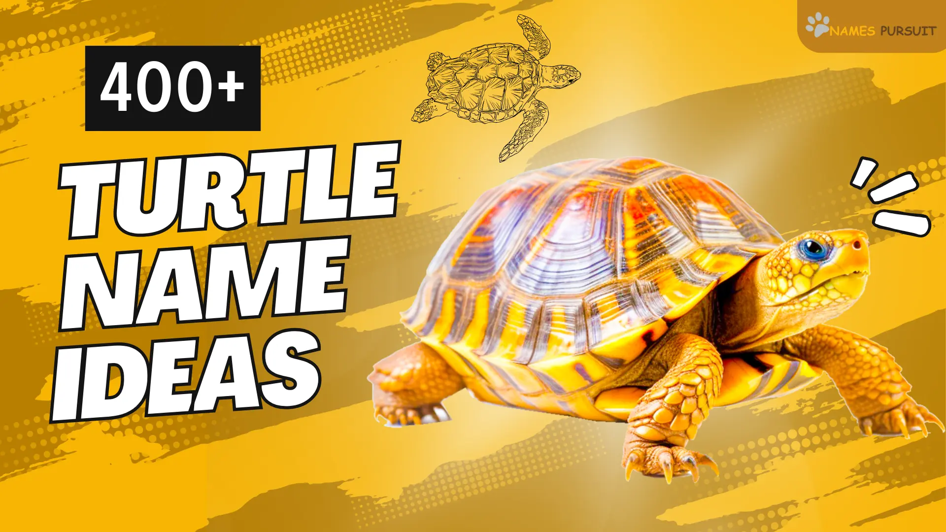 400+ Turtle Name Ideas