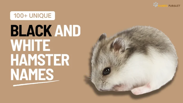 100+ Unique Black and White Hamster Names for Your Pet