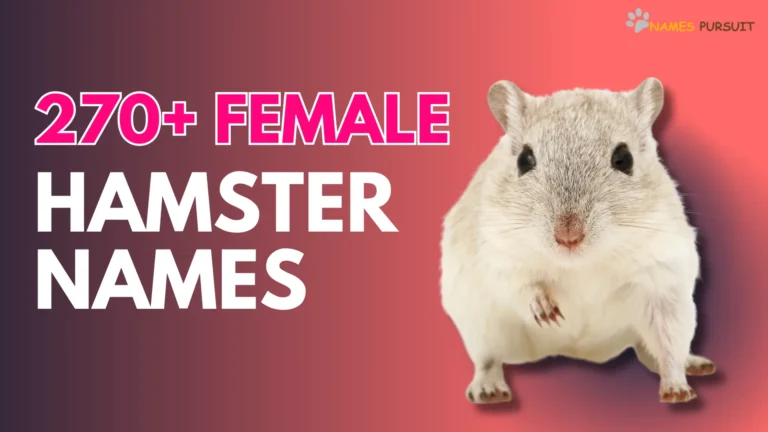 270+ Female Hamster Names [Adorable Ideas for Girl Pets]