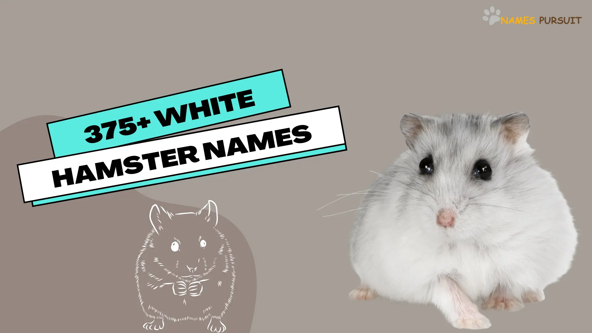 375+ White Hamster Names- names pursuit