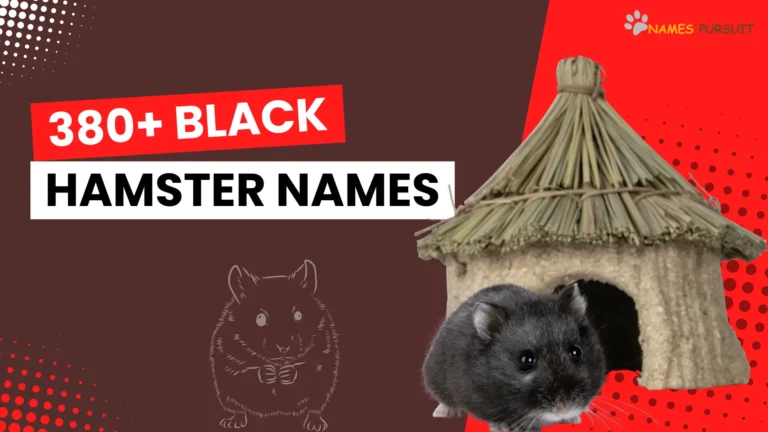 380+ Cool & Unique Black Hamster Names for 2024!