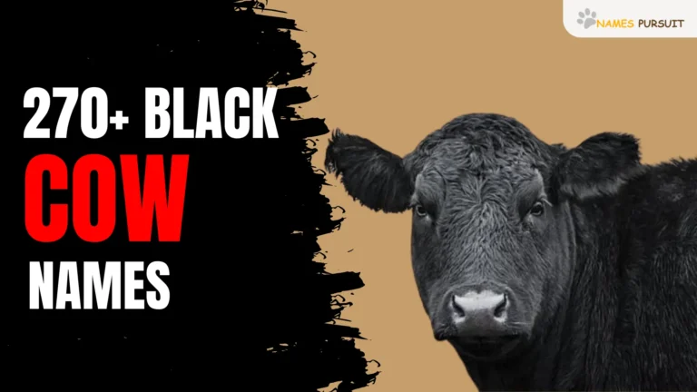 Black Cow Names [270+ Adorable & Unique Ideas]