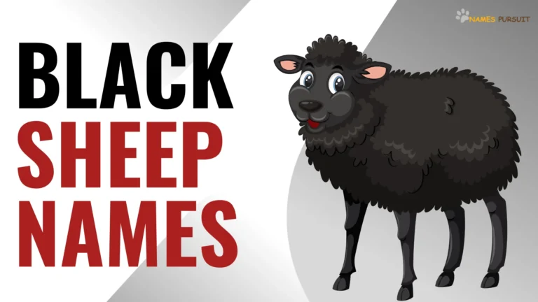 320+ Black Sheep Names [Funny, Cute, & Badass]