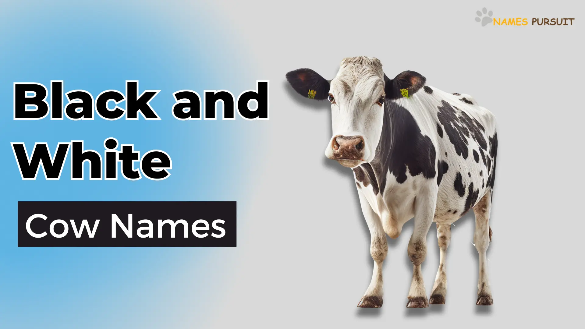 Black and White Cow Names