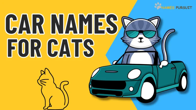 Car Names for Cats [300+ Unique and Catchy Ideas]