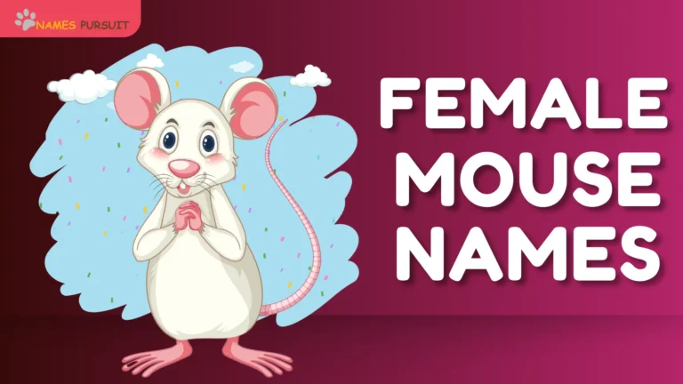 240+ Female Mouse Names [Adorable Tags for Pet]
