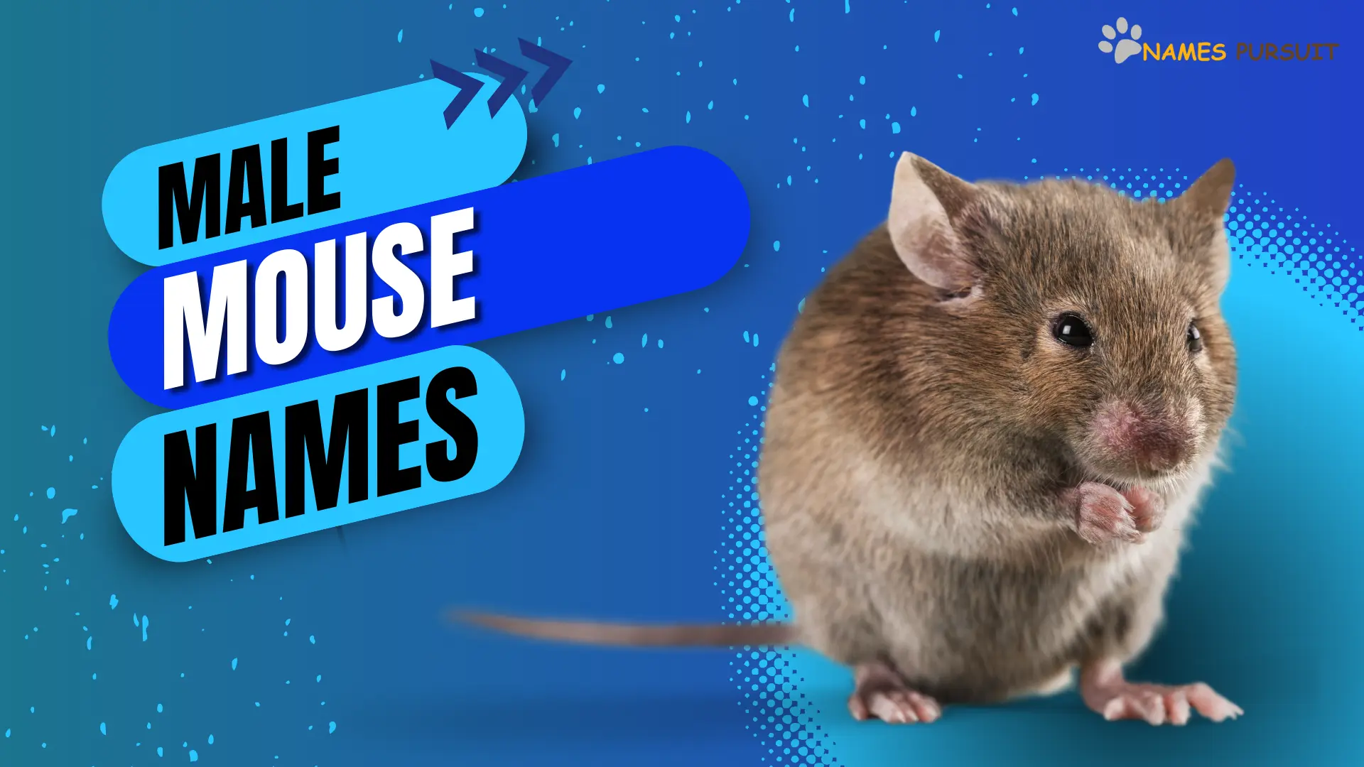 Male Mouse Names