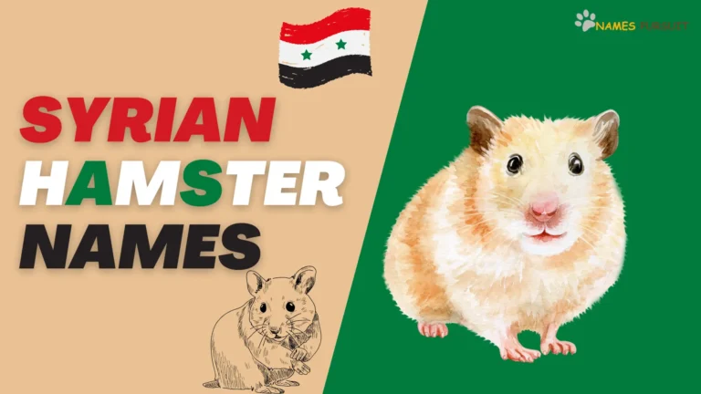 350+ Cool & Cute Syrian Hamster Names