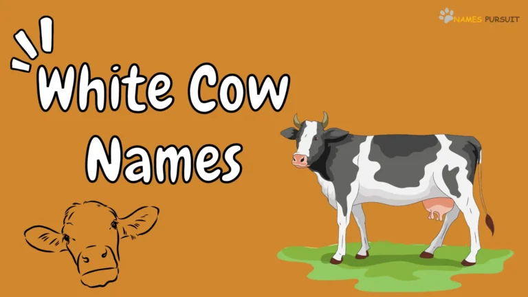 240+ White Cow Names [A Moo-ving Naming Guide]