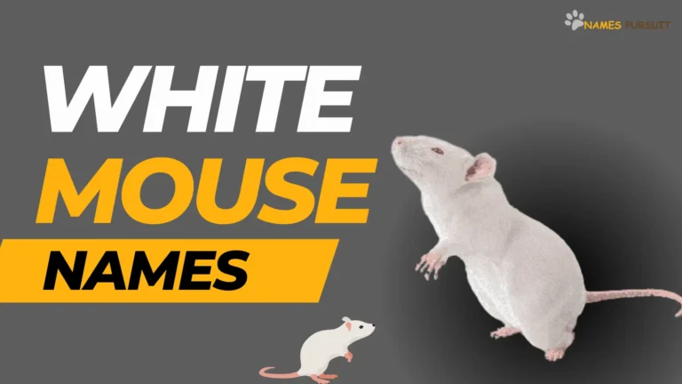 White Mouse Names [320+ Charming Ideas]