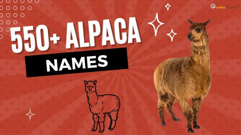 Alpaca Names [520+ Unique, Cute, & Funny Ideas]