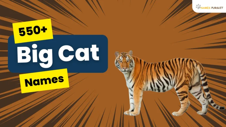 Big Cat Names (550+ Inspiring Ideas for Your Pet)