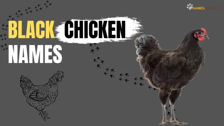 400+ Black Chicken Names [Unique & Cute Ideas]