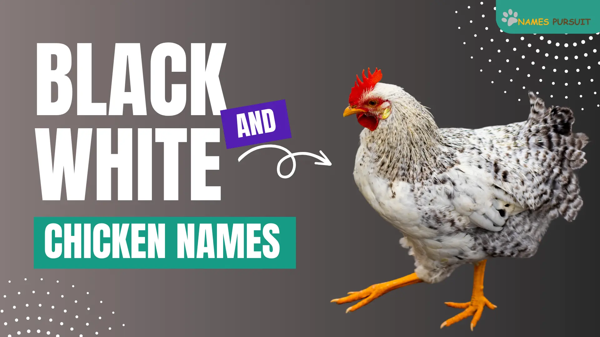 Black and White Chicken Names