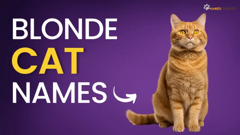 350+ Blonde Cat Names [Unique Ideas for Golden Kittens]