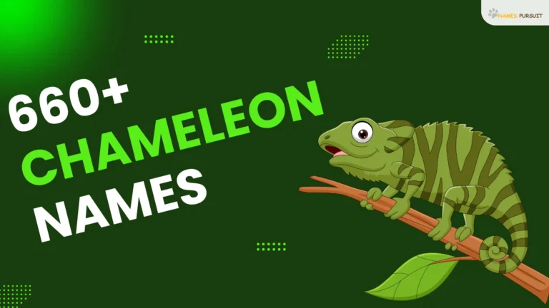 600+ Chameleon Names [Cute, Funny, & Cool Ideas]