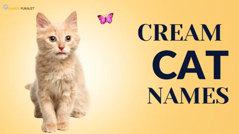 Cream Cat Names [380+ Adorable Ideas]