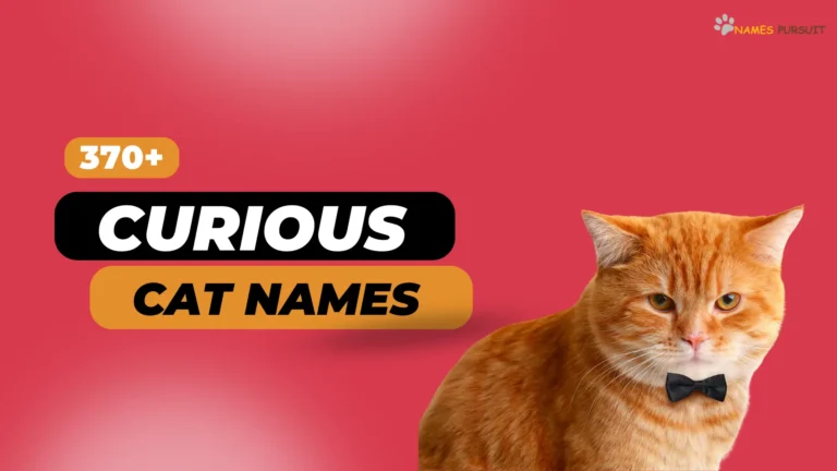 370+ Curious Cat Names [Ideas for Clever Kittens]