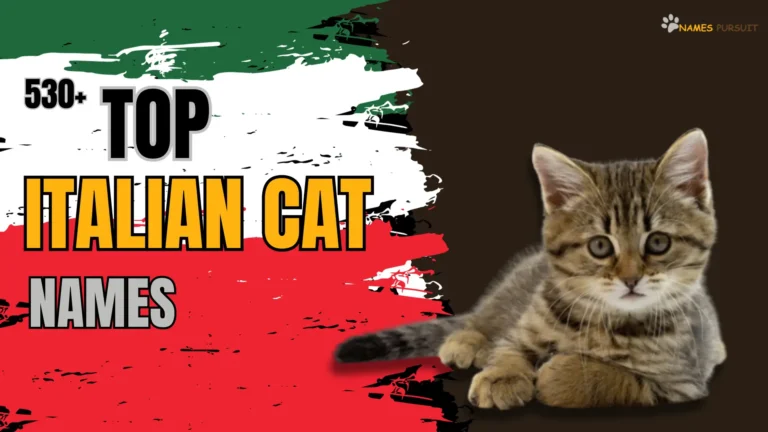 530+ Top Italian Cat Names (With Meaning)