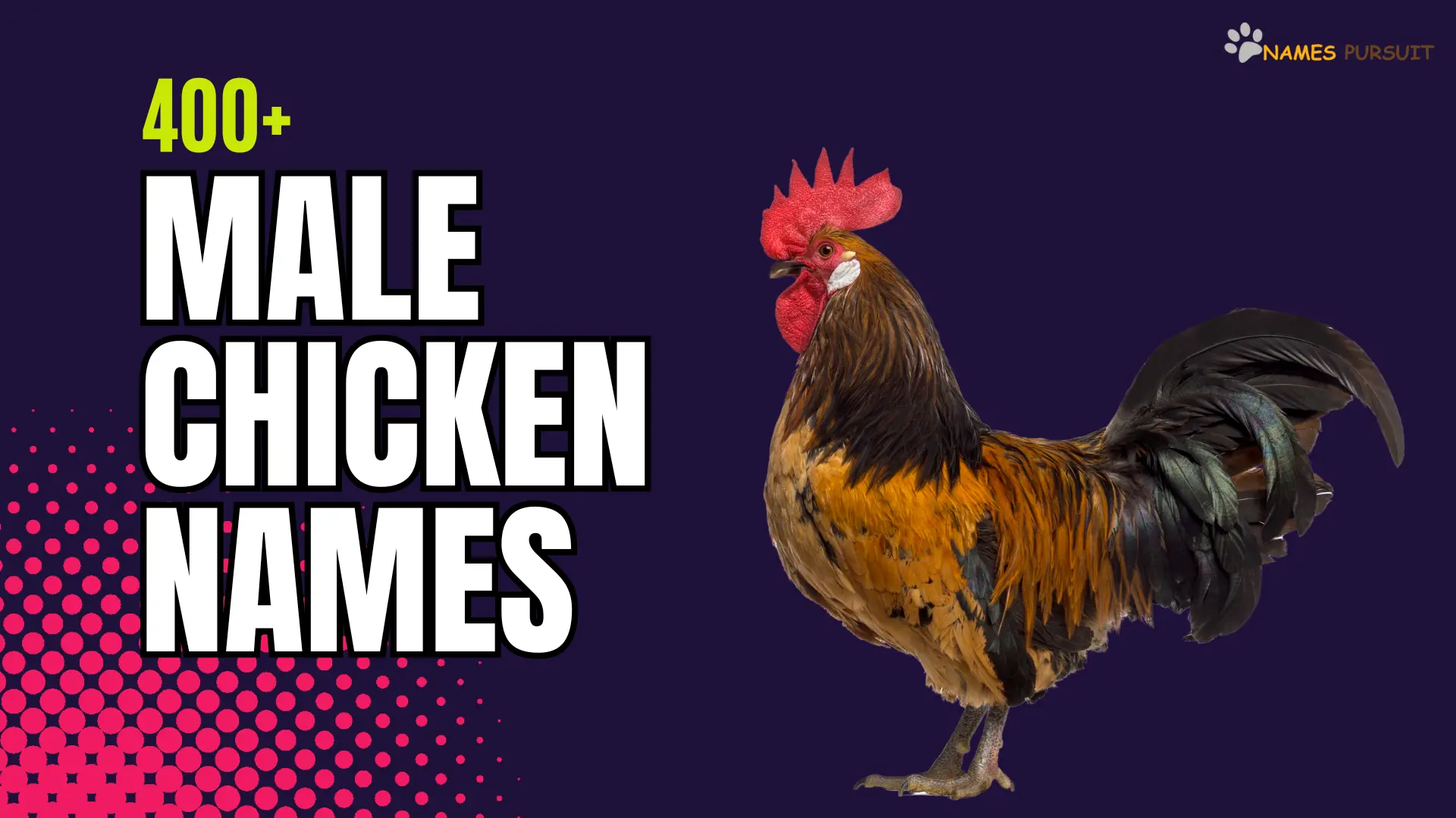 Male Chicken Names