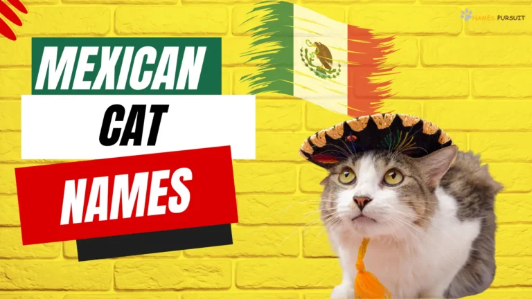 Mexican Cat Names [480+ Unique Ideas for Pets]