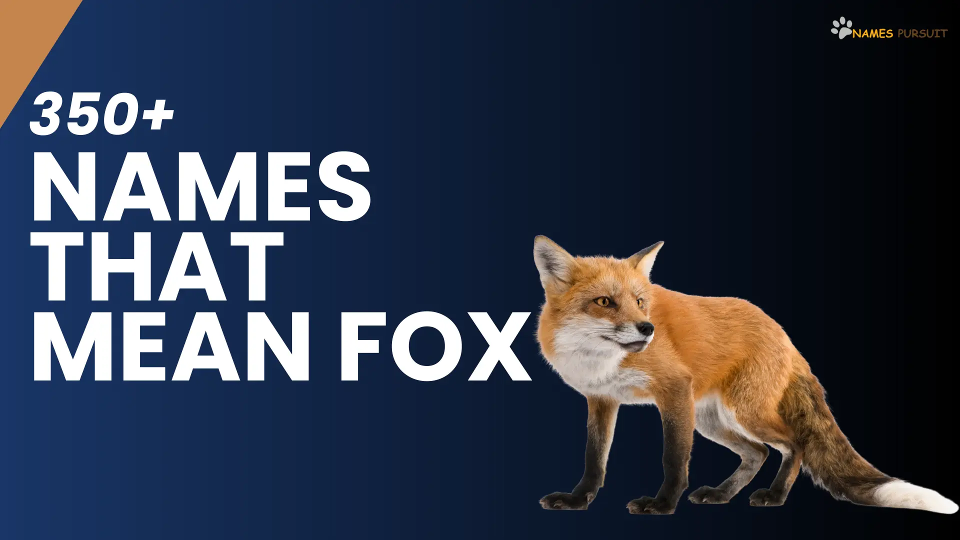 Names That Mean Fox