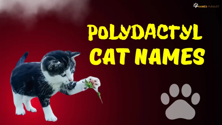 Polydactyl Cat Names [400+ Ideas For Your Extra-Toed Pet]