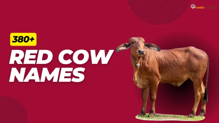 380+ Red Cow Names (Cute, Funny, & Unique)