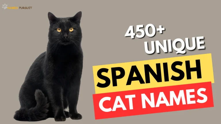 450+ Unique Spanish Cat Names For Your Pet