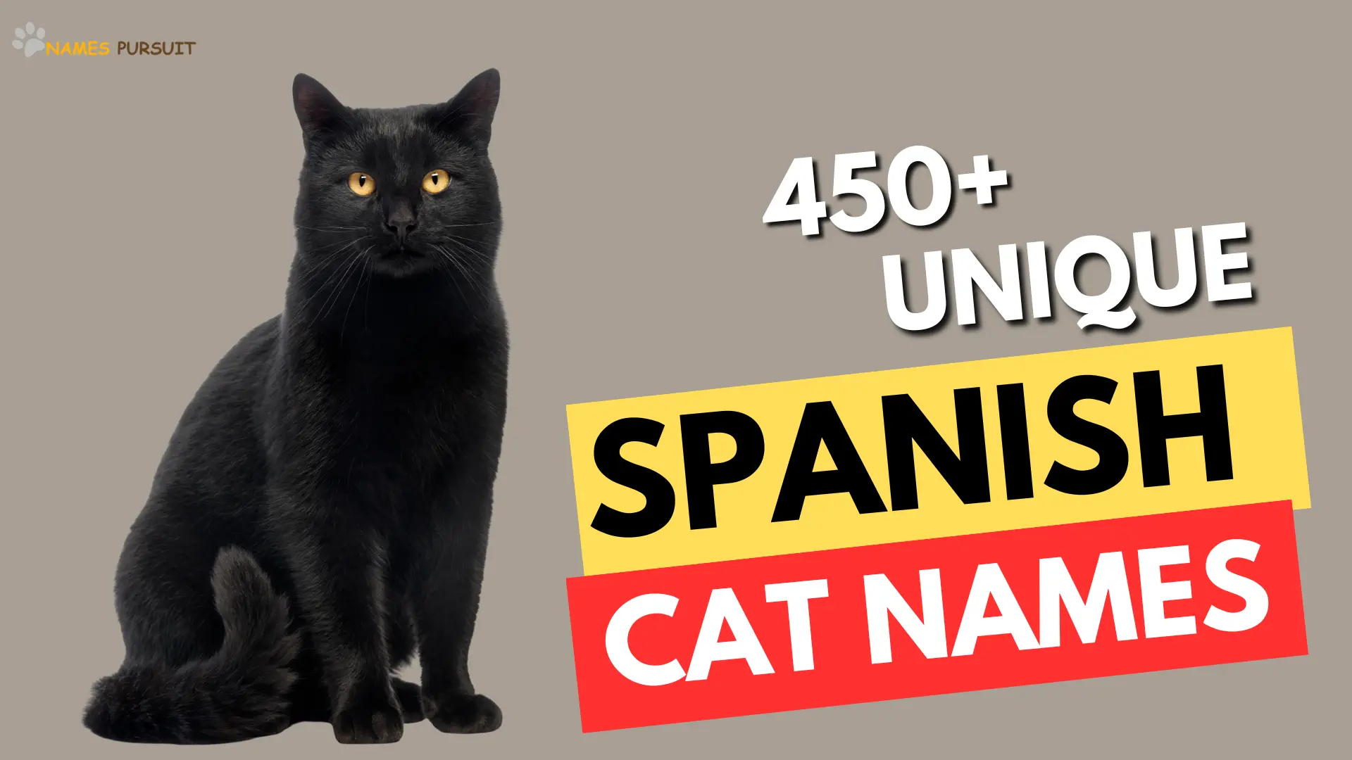 Spanish Cat Names- names pursuit