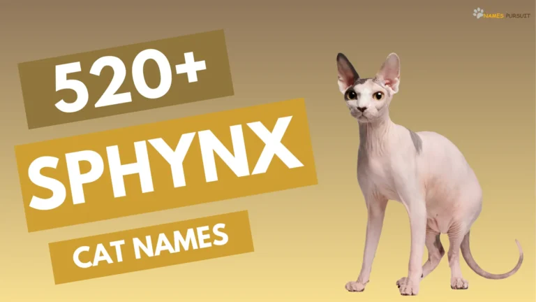 520+ Sphynx Cat Names [Unique Choices for Hairless Pets]