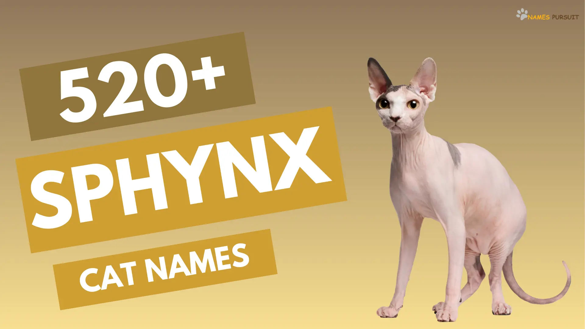 Sphynx Cat Names