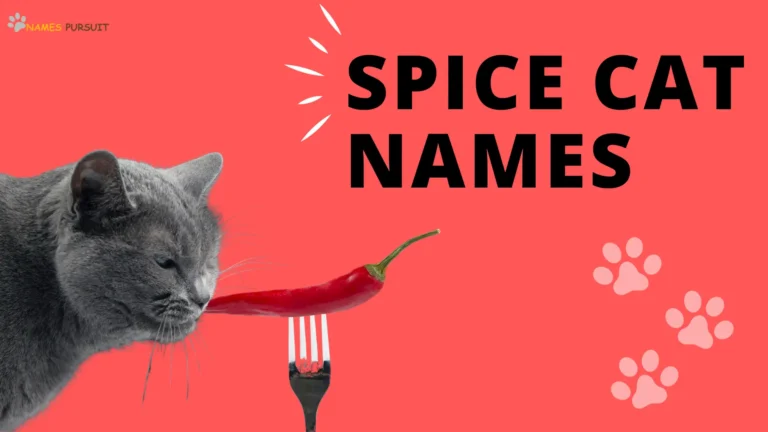 Spice Cat Names  [400+ Best Ideas for 2024]