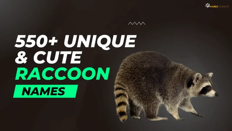 Raccoon Names (550+ Cool, Cute, & Funny Ideas)