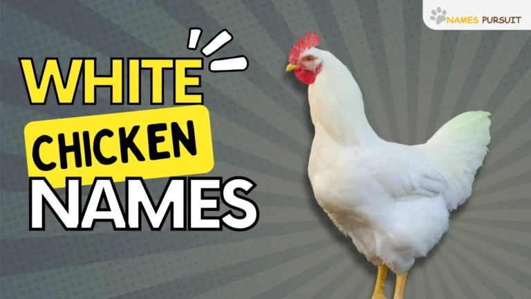 White Chicken Names [370+ Cute, Funny, & Unique Ideas]