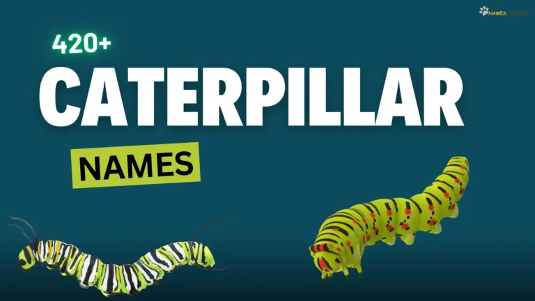 420+ Caterpillar Names [Unique, Funny, & Cool Ideas]