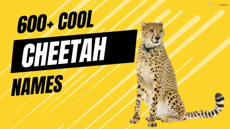 600+ Cool Cheetah Names [For Female, Male, & More]