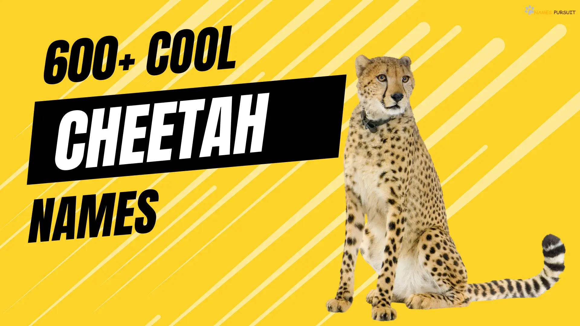 Cool Cheetah Names