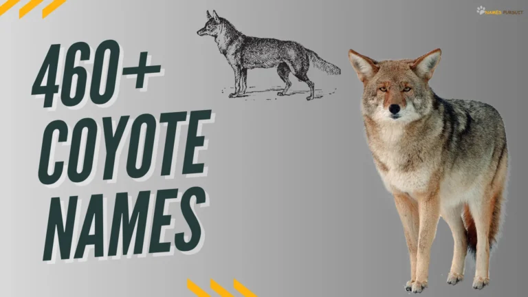 460+ Coyote Names  [Cool, Unique, & Funny Ideas]